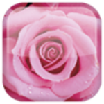 rose android application logo